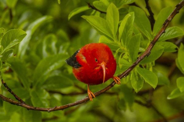 HI, Hakalau Forest Iiwi bird on ohia tree limb